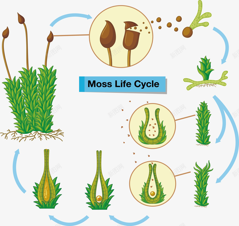 苔藓植物生命周期png免抠素材_新图网 https://ixintu.com 生命周期 生长过程 矢量png 自然之物 苔藓 苔藓生长