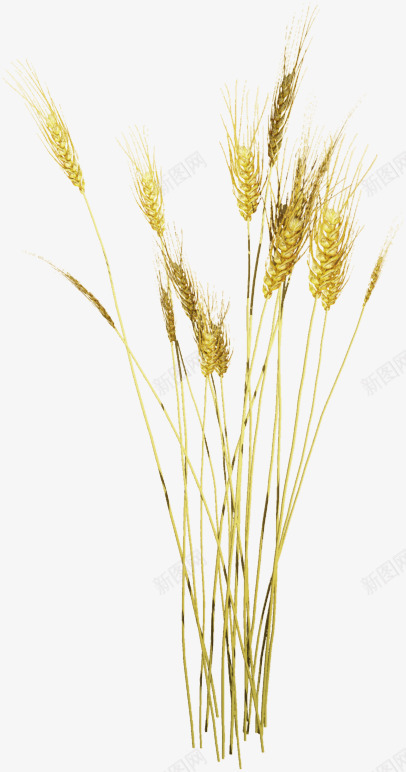 花卉画花草标签png免抠素材_新图网 https://ixintu.com 手绘 水彩花卉 矢量花草素材 花卉图案 花卉矢量素材