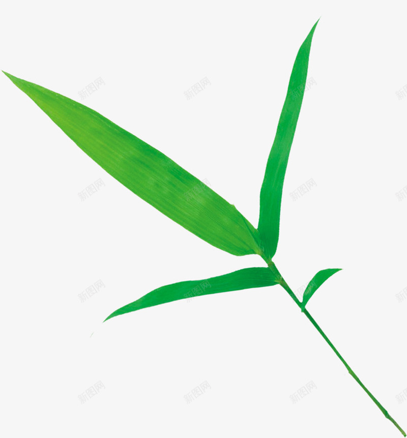 一只竹叶出墙来png免抠素材_新图网 https://ixintu.com 一只 竹叶