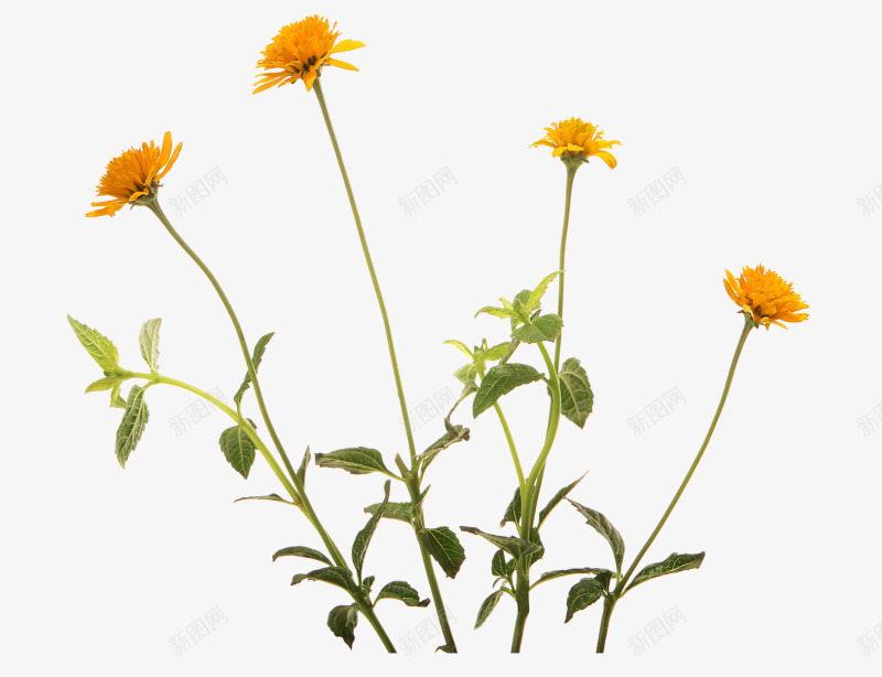 花卉图案水彩花草png免抠素材_新图网 https://ixintu.com 卡通装饰图片 花卉画 花草图案 花草矢量图素材 装饰 装饰图案 装饰图片