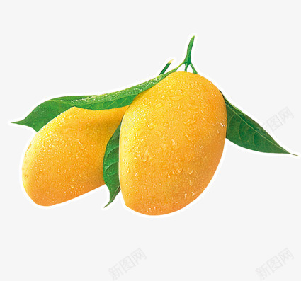 芒果png免抠素材_新图网 https://ixintu.com 三亚芒果 新鲜芒果 果蔬 水仙芒果 水果 水果芒果 水珠 海南芒果 澳芒 田东芒果 绿叶 芒果 芒果季 芒果文化 芒果水果 芒果节 贵妃芒果 越南芒果 进口芒果 黄色