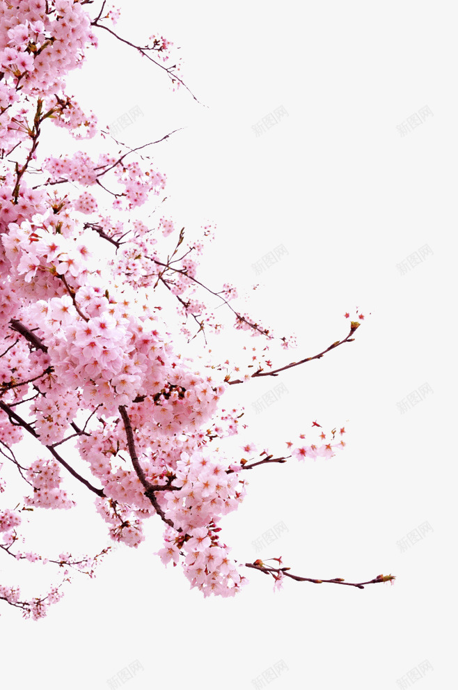 粉色樱花树枝装饰png免抠素材_新图网 https://ixintu.com 树枝 樱花 樱花树枝 粉色 装饰 连枝