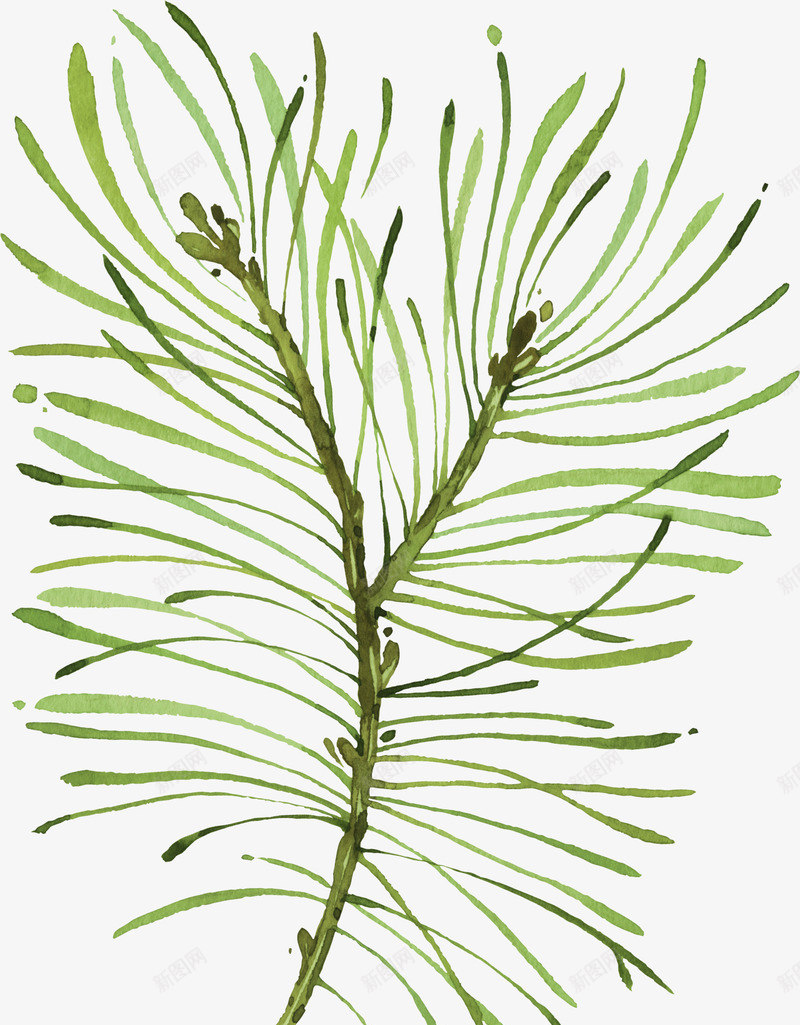 细长叶植物的水彩png免抠素材_新图网 https://ixintu.com 小清新 文艺 植物 水彩 简约 细长 飘逸