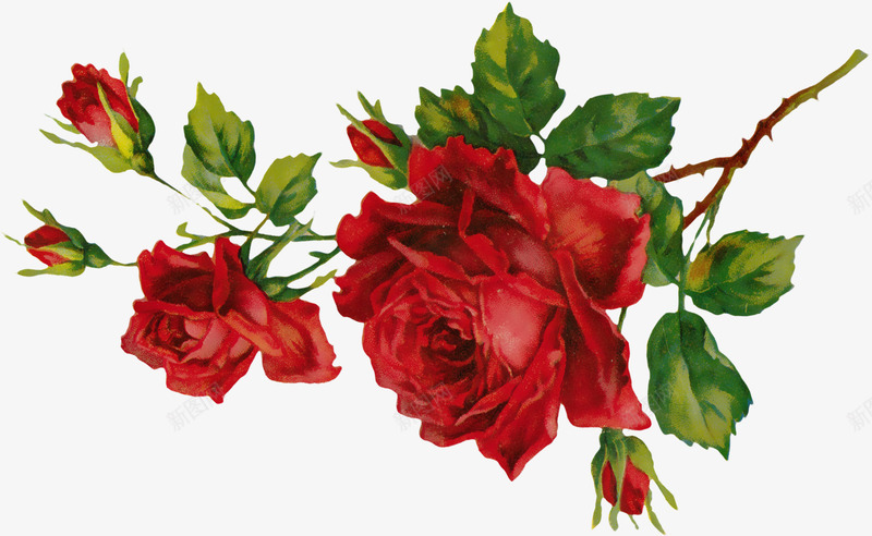 鲜花插画手绘png免抠素材_新图网 https://ixintu.com 手绘鲜花 牡丹 玫瑰 鲜花