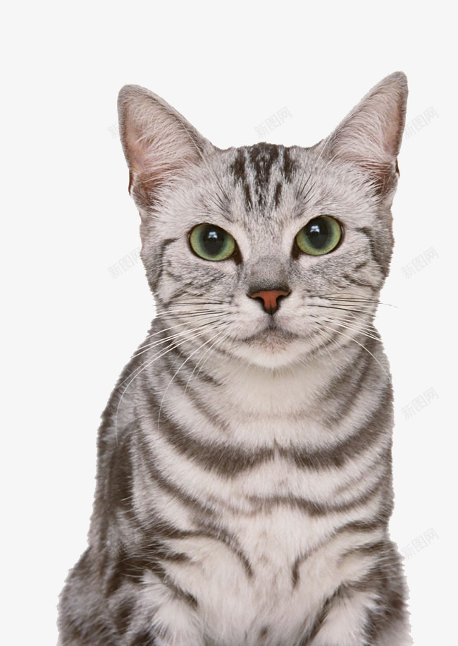 美国短毛猫png免抠素材_新图网 https://ixintu.com 可爱 可爱小猫呆萌小猫 呆萌小猫图片 咪咪 喵星人 宠物 家宠 小猫 小猫咪 幼崽 猫咪 短毛猫 美国 萌宠 萌猫猫