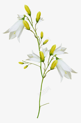 植物花卉png免抠素材_新图网 https://ixintu.com ps花卉素材 手绘花草素材 植物花卉素材 花卉ps素材 装饰图案