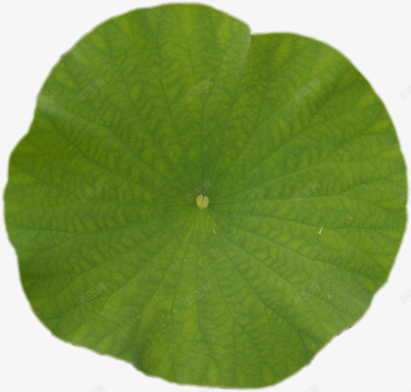 荷叶png免抠素材_新图网 https://ixintu.com 大绿叶 竹子荷花荷叶满池塘 绿色 荷叶 荷花