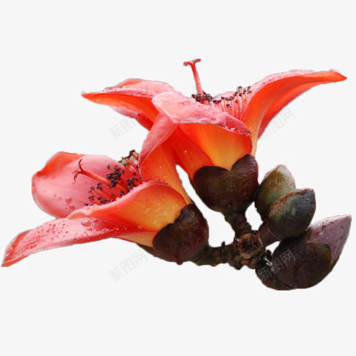 橙色木棉花带露珠png免抠素材_新图网 https://ixintu.com 木棉 木棉花 木棉花树 植物 花朵 装饰 露珠