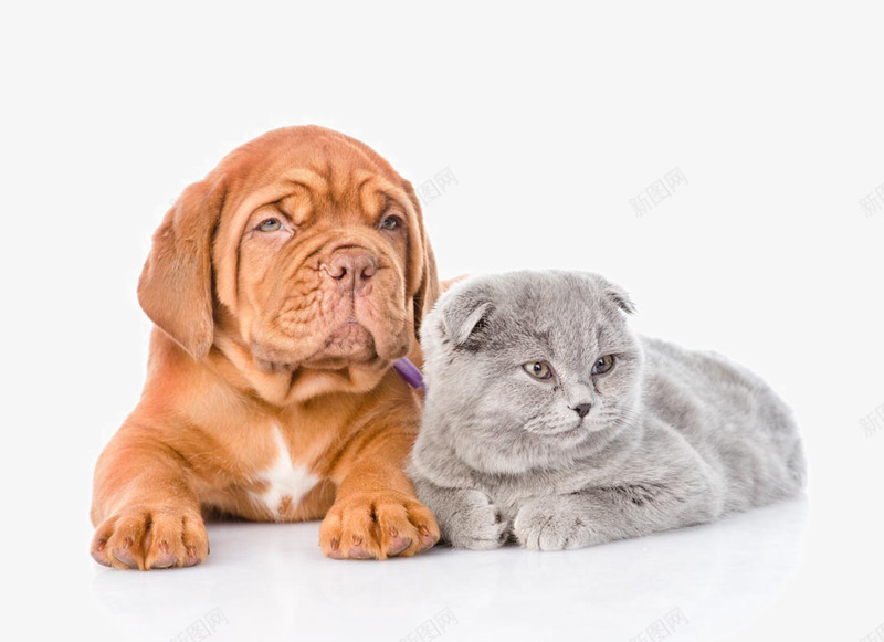 可爱的猫狗宠物png免抠素材_新图网 https://ixintu.com 动物写真 可爱的猫狗宠物 宠物 家养动物 小狗 小猫狗 狗 猫咪动物