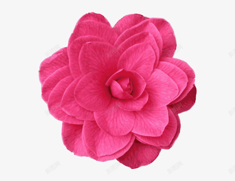 粉红色的山茶花png免抠素材_新图网 https://ixintu.com png素材 粉红色的山茶花