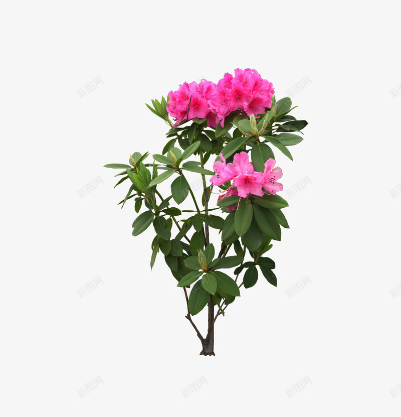 园林景观花草树林png免抠素材_新图网 https://ixintu.com 园林 景观 花草
