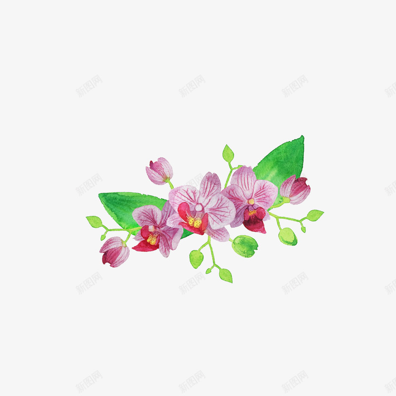 手绘紫色蝴蝶兰花朵png免抠素材_新图网 https://ixintu.com 包装设计 小清新包装 紫色蝴蝶兰 花朵 花朵装饰 花瓣 花草设计 贺卡设计