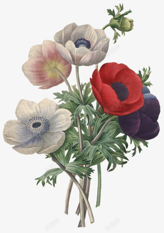 好看的花png免抠素材_新图网 https://ixintu.com 好看 彩色 手绘 花朵