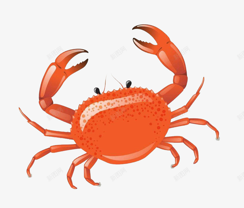 手绘海蟹png免抠素材_新图网 https://ixintu.com 卡通海蟹 卡通蟹 大海蟹 手绘海蟹 海蟹 螃蟹 蟹