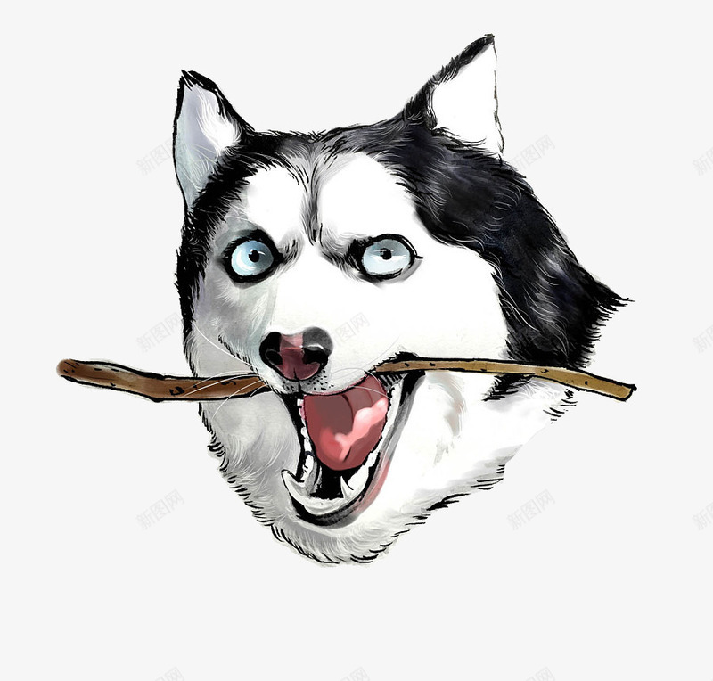 手绘哈士奇png免抠素材_新图网 https://ixintu.com 动物 哈士奇 哈士奇插画 填色练习 宠物 小狗 手绘 手绘哈士奇 水墨哈士奇 油画 狗狗 黑白