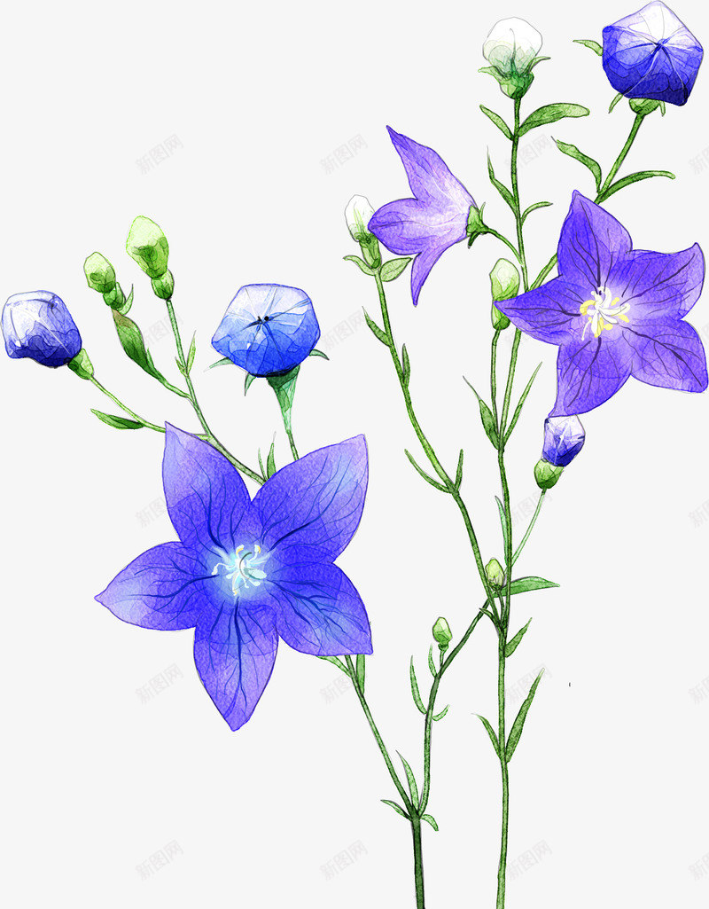 花朵花卉小花png免抠素材_新图网 https://ixintu.com 小花 小草 植物 绿植 花 花儿 花卉 花朵 花瓣 花草树木 花蕊