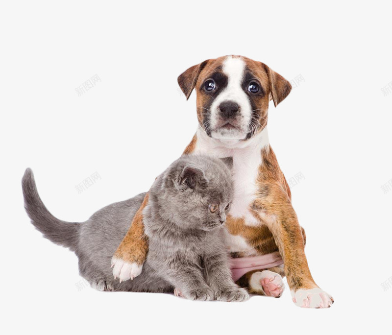 依偎的小猫小狗png免抠素材_新图网 https://ixintu.com 依偎 嬉戏 小狗 小猫