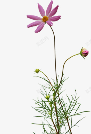 春季文艺清新粉色小花花苞png免抠素材_新图网 https://ixintu.com 文艺 春季 清新 粉色 花苞