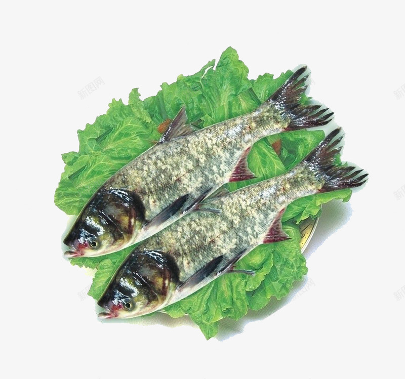 2条花鲢鱼摄影png免抠素材_新图网 https://ixintu.com 传统美食 大黄鱼 小海鲜 摄影 海鲜 花鲢 青菜 食材 餐饮美食 鱼 黄鱼