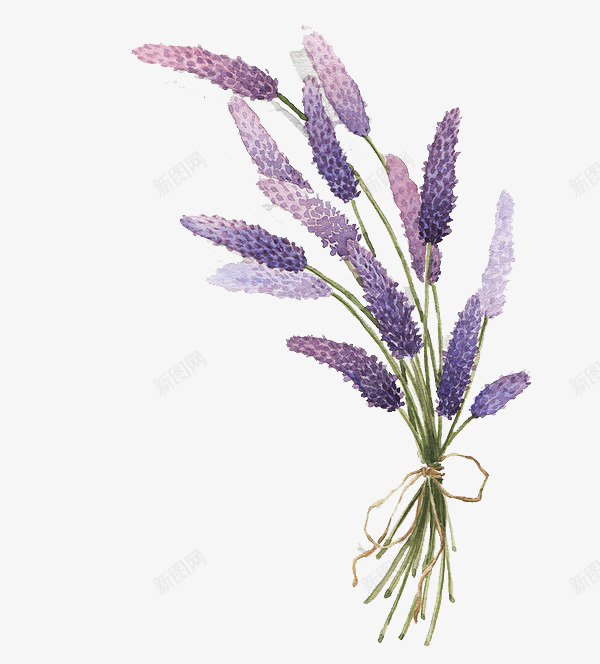 紫色薰衣草花束背景png免抠素材_新图网 https://ixintu.com 素材 紫色 背景 花束