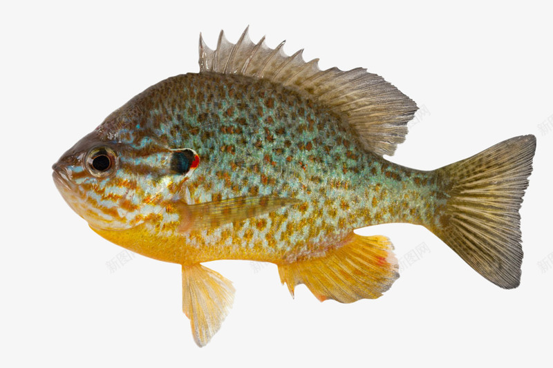 石斑鱼png免抠素材_新图网 https://ixintu.com 海洋生物 海鱼 石斑鱼 老虎斑 食物 黑斑鱼