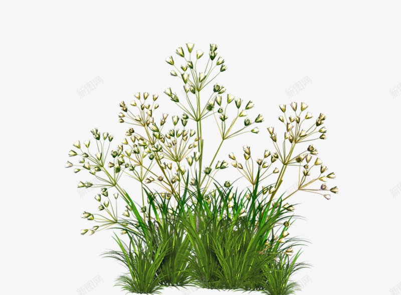 野草植物png免抠素材_新图网 https://ixintu.com 植物 沿阶草 绿色 花草 野草