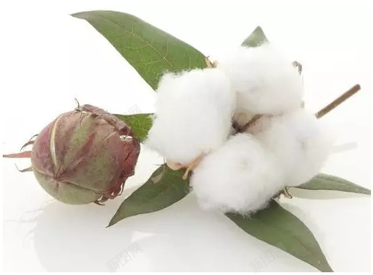 棉花png免抠素材_新图网 https://ixintu.com 棉花 花朵 花草