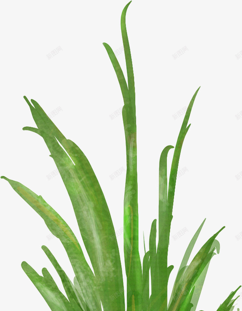 手绘花卉花卉pspng免抠素材_新图网 https://ixintu.com ps花草素材 唯美花草图片 花卉插画 花草标签 花草矢量素材 花草设计素材