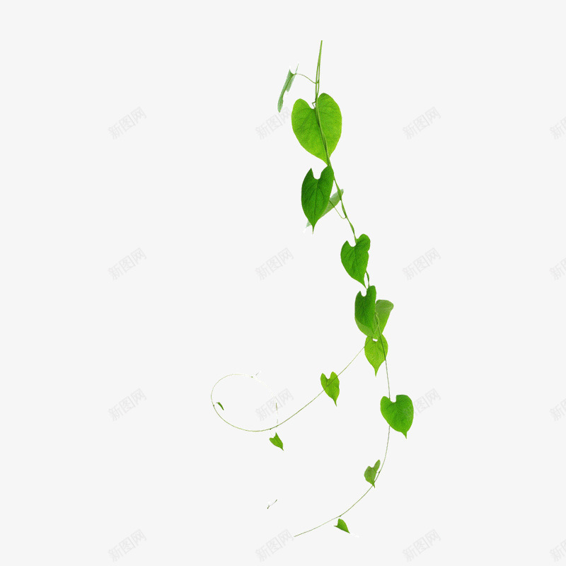绿色植物树叶藤蔓元素png免抠素材_新图网 https://ixintu.com 光泽 反光 叶子 弧度 弯曲 树叶 植物 生长 绿色