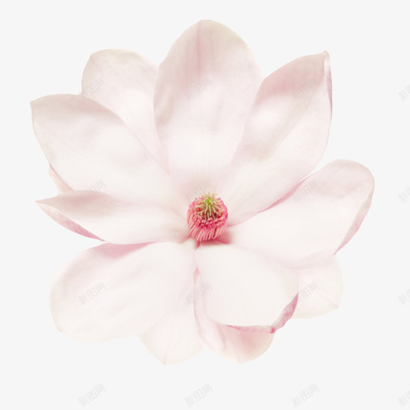 粉白色香味摊开的玉兰花瓣实物png免抠素材_新图网 https://ixintu.com 中心 喜光 植物界 玉兰花瓣 盛开 耐寒 花蕾 芳香油 药用价值 观赏植物