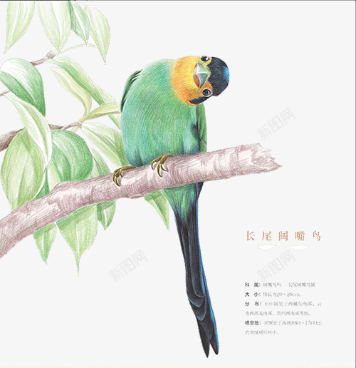 长尾阔嘴鸟psd免抠素材_新图网 https://ixintu.com 歪头 绿色 长尾巴 阔嘴鸟