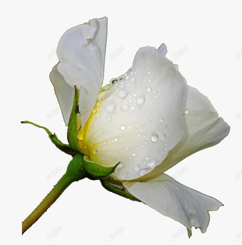 晨露中的白玫瑰花背景png免抠素材_新图网 https://ixintu.com 唯美 晨露 玫瑰花 白玫瑰花瓣 鲜花