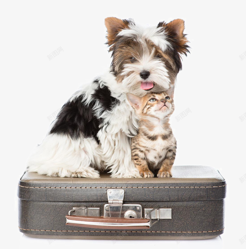 可爱的猫狗宠物png免抠素材_新图网 https://ixintu.com 动物写真 可爱的猫狗宠物 宠物 家养动物 小狗 小猫狗 狗 猫咪动物