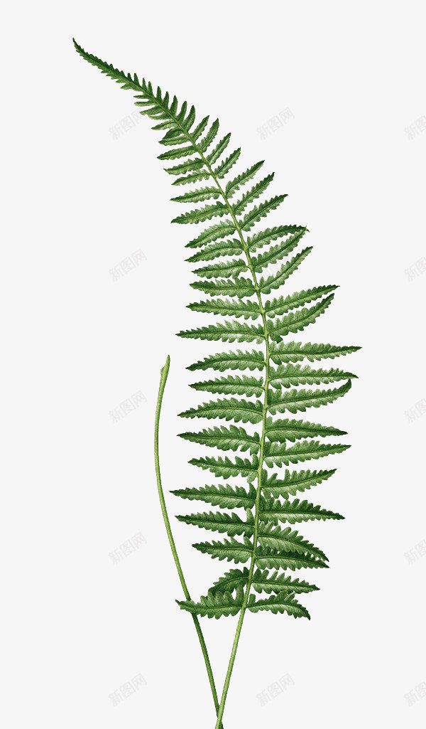野草植物树叶png免抠素材_新图网 https://ixintu.com 树叶 植物 蕨菜叶子 野草叶子