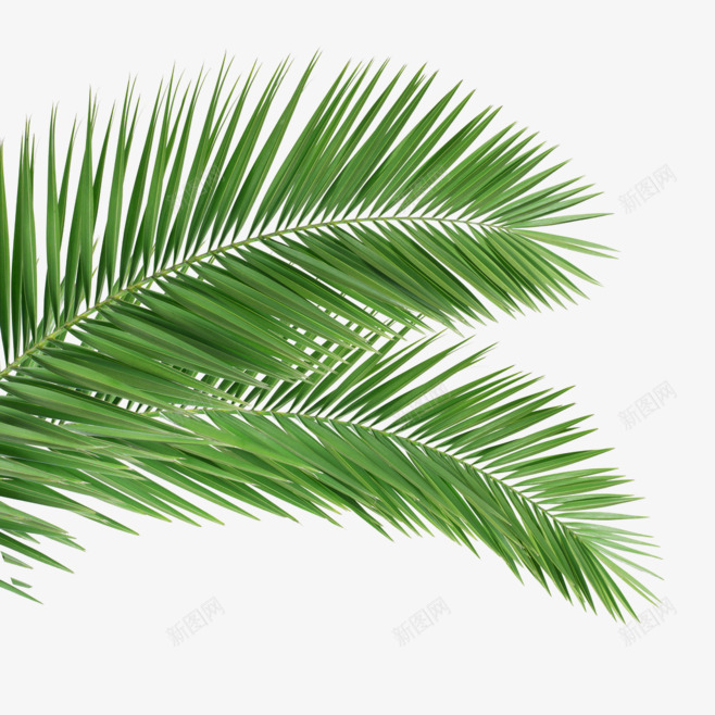 绿色椰子树叶素png免抠素材_新图网 https://ixintu.com 俯视椰子树 叶子 树叶 植物 装饰品