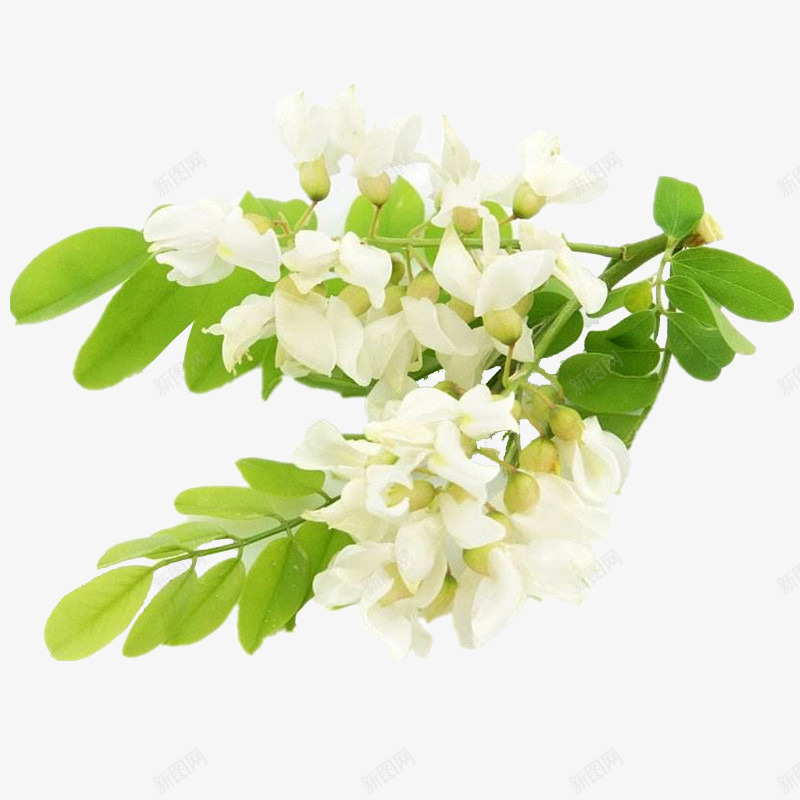 槐树花苗透明背景psd免抠素材_新图网 https://ixintu.com 刺槐 国槐 垂槐 槐树花 槐树花苗 槐花树苗 洋槐树苗 黄金槐