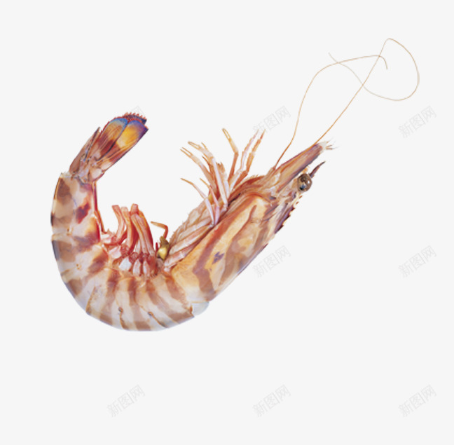 虾png免抠素材_新图网 https://ixintu.com 摄影图 活虾 海洋生物 海虾 海鱼 海鲜