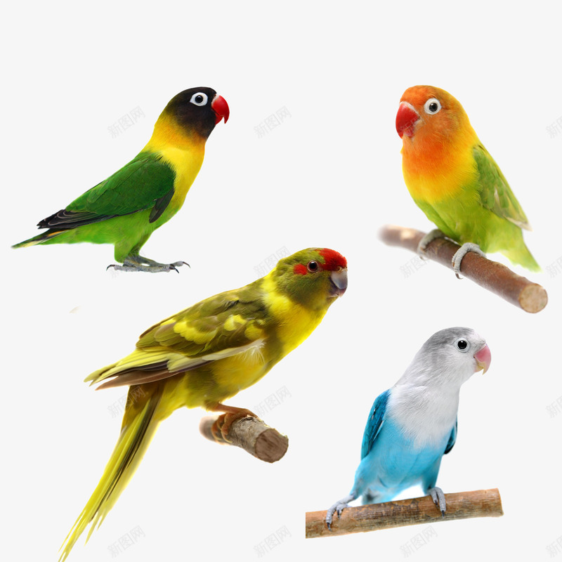 飞行png免抠素材_新图网 https://ixintu.com 八哥 家禽 鸟 鹦鹉