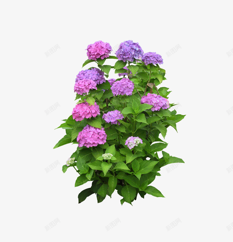 园林景观花草树林png免抠素材_新图网 https://ixintu.com 园林 景观 花草