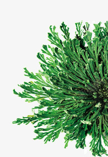 绿色植物海藻png免抠素材_新图网 https://ixintu.com 植物 海藻 绿色 绿藻
