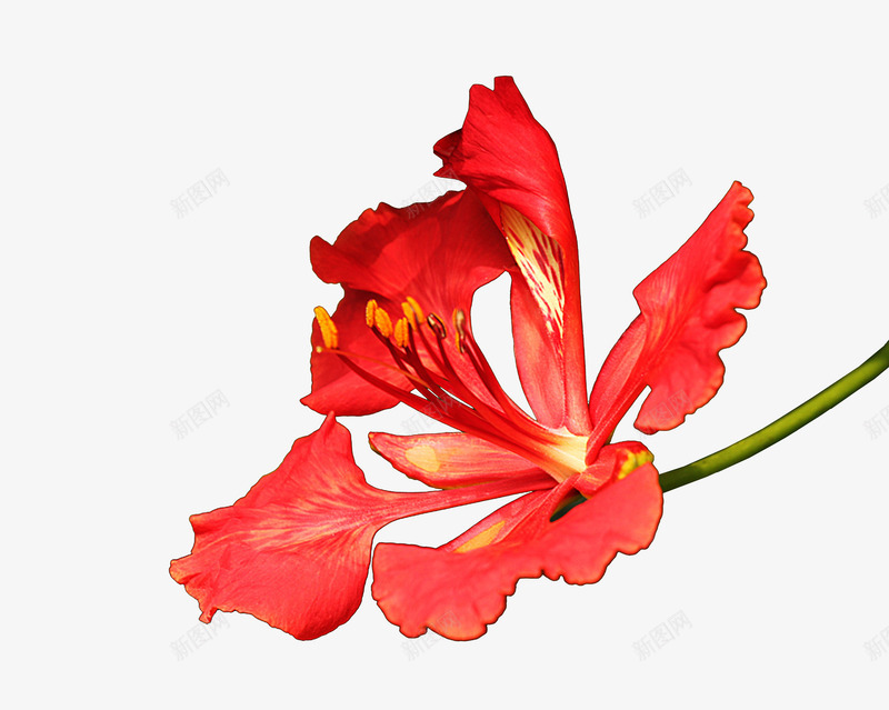 手绘红色凤凰花png免抠素材_新图网 https://ixintu.com 一个凤凰花 凤凰花儿 平面 手绘 红色凤凰花 美丽凤凰花 艺术作品