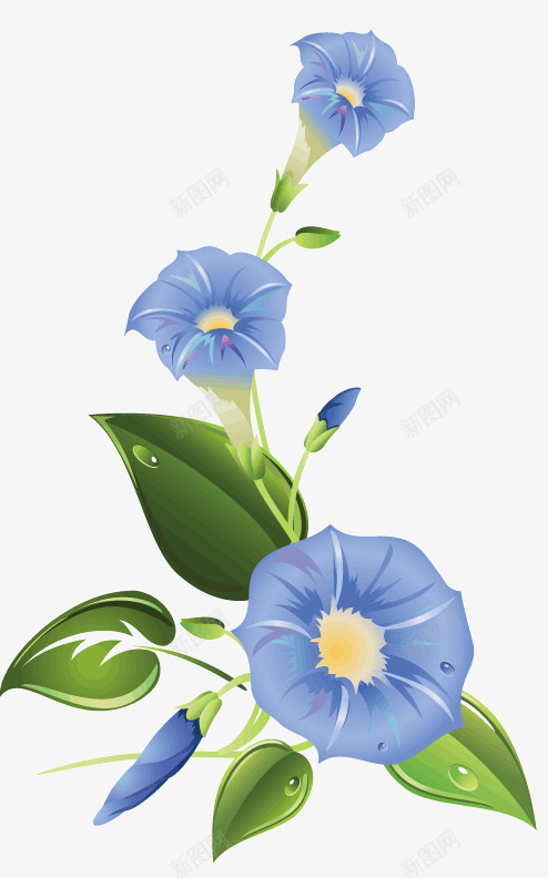 牵牛花png免抠素材_新图网 https://ixintu.com 开花 清新 牵牛花 盛开 盛放 花朵 花草