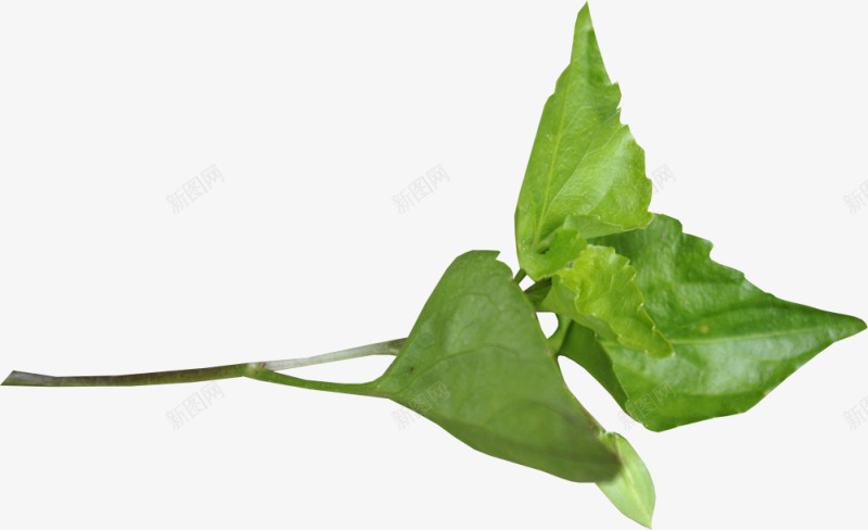 花草花草ps图标png_新图网 https://ixintu.com 唯美花草图片 水彩花草 线描花卉 绿植花草 花卉背景 装饰图标