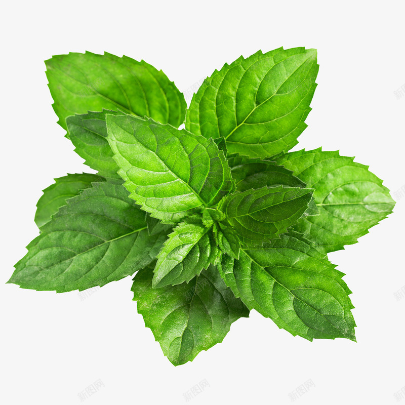 薄荷绿色叶子png免抠素材_新图网 https://ixintu.com 叶子 植物 清新 清香 薄荷