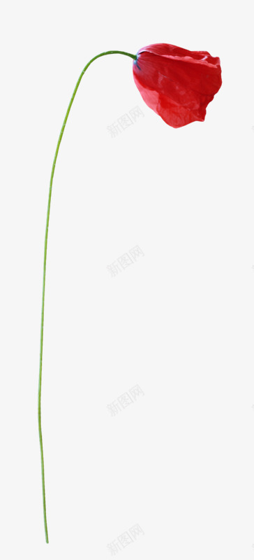 虞美人红色玫瑰花png免抠素材_新图网 https://ixintu.com PNG 红色玫瑰花 虞美人