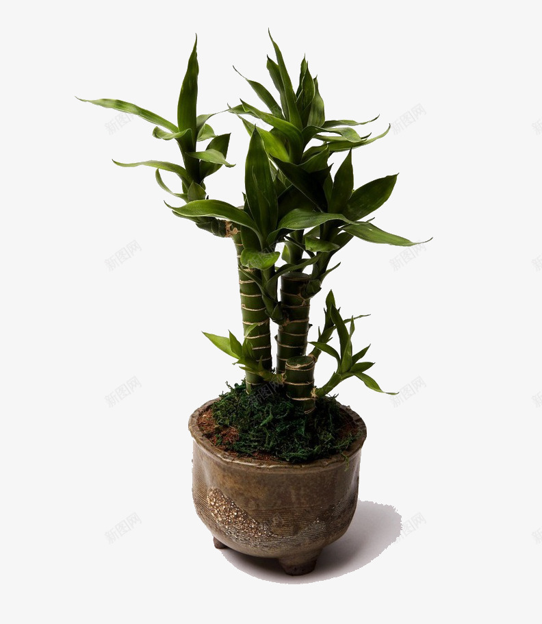 富贵竹盆栽png免抠素材_新图网 https://ixintu.com 富贵竹 植物 盆栽 绿色