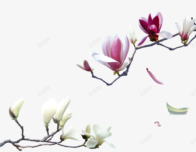 玉兰花psd免抠素材_新图网 https://ixintu.com 木兰花素材 白色玉兰花图片 粉色玉兰花图片 花卉素材 辛夷花 鲜花背景素材