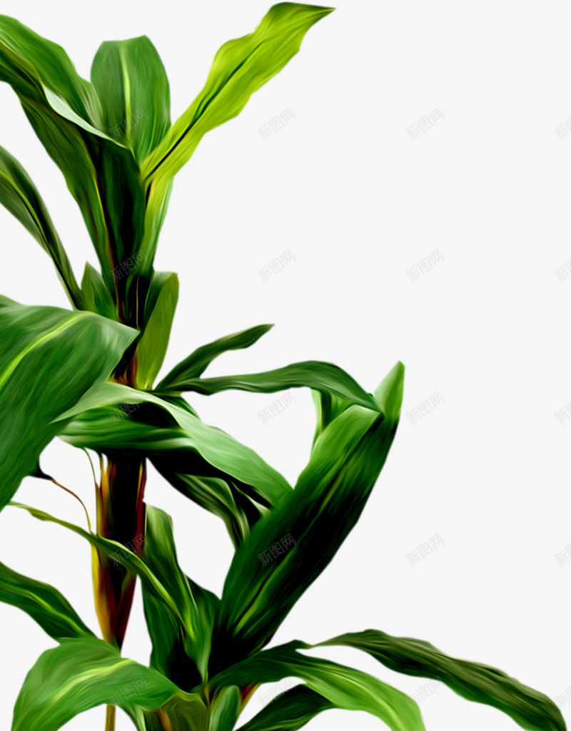 热带雨林景观植物png免抠素材_新图网 https://ixintu.com 景观 植物 热带雨林