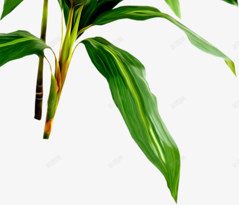 热带雨林景观植物png免抠素材_新图网 https://ixintu.com 景观 植物 热带雨林