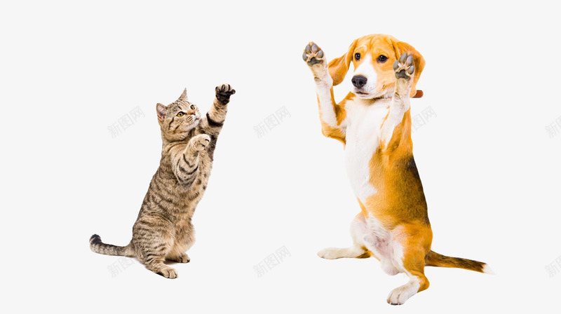捉东西的猫狗png免抠素材_新图网 https://ixintu.com 可爱 狗狗 猫咪 金毛